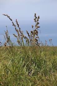 Image result for Carex steudneri