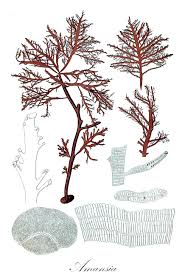 Image result for Maesobotrya floribunda