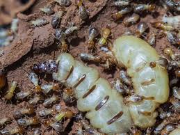 Trust universal pest & termite for pest control protection, termite treatment services and. Termite Control Companies Termite Pest Control