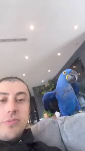 Ronnie & Daisy!!! 🖤🦜, Ahhh THEY ARE ADORABLE 😭, •Ronnie vía instagram  stories! , ., ., ., ., #fallinginreverse #fallinginreverseband  #fallinginreversesupport #fallinginreverselive ...