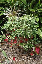 Image result for Ardisia staudtii
