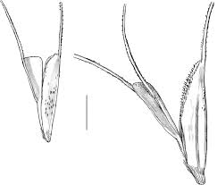 Image result for Chloris mossambicensis