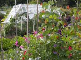 It should be borne in mind that sweet. Growing Sweet Peas When And Where To Plant Saga