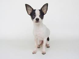 Black And White Chihuahua Puppy Alabama Fizz Male Black Spotted On White Tri Colored Chihuahua Puppy Chihuahua Puppies Chihuahua Puppies For Sale Chihuahua Love
