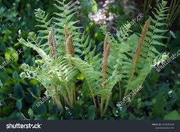 Image result for Osmundaceae
