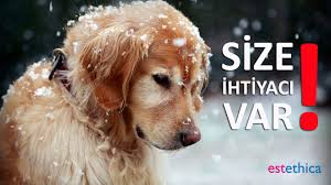Bu Karli Ve Soguk Gunlerde Sokakta Yasayan Dostlarimizi Unutmayalim Degerli Takipcilerimiz Cetin Kis Sartlari Insanl Hayvanlar Golden Retriever Kopek