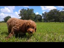 Their coat will be long. Cavapoo Puppies For Sale In Florida Tampa Miami Orlando St Pete Sarasota Youtube