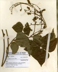 Image result for Rhynchosia nyasica