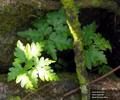Image result for Pteris tripartita