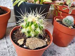 To encourage better flowering, allow the plants to enjoy a cooling period in the winter and suspend. Cactus Yellowing Issues Fix What To Do If Your Cactus Turns Yellow
