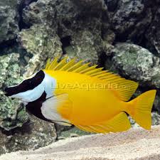 Saltwater Aquarium Fish For Marine Aquariums Foxface Lo