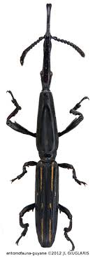 Brentinae Gen Sp12