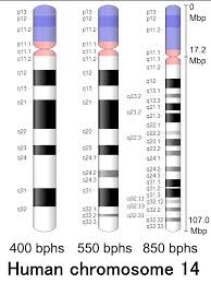 Chromosome 14 Wikipedia