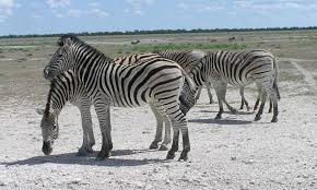 Though they all live in africa, each species of zebra has its own home area. Zebras Hold New Record For Longest African Migration Live Science