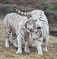 These species are not albino nor a separate subspecies of. Cincinnati Zoo S Last White Tiger Dies Wvxu