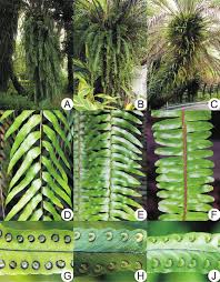 Image result for Nephrolepis