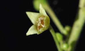 Image result for Stadmannia oppositifolia