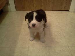 Favorite this post may 28 border collie Australian Shepherd Border Collie Puppies For Sale In Pueblo Colorado Classified Americanlisted Com
