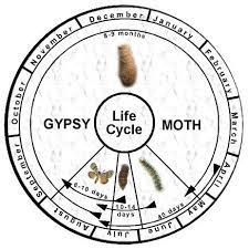 Pin On Insects Mollusks