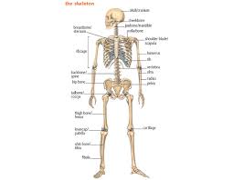 The manubrium, at the superior end of the sternum, and wider than the rest of the bone, provides articulation points for the clavicles and for the costal cartilage extending from. Rib Cage Noun Definition Pictures Pronunciation And Usage Notes Oxford Advanced American Dictionary At Oxfordlearnersdictionaries Com