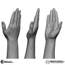 3d Scans For Sale Free 3d Scans Hand Anatomy Man Anatomy Hands