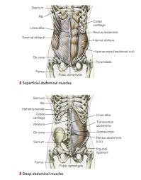 Start studying lower back muscles. Github Amazingbooks Women S Strength Training Anatomy Part Reference Part Exercise This Books Is A Manual With Helpful Hints And Facts It Includes Beautiful Drawings To Guide You How To Exercise Your Muscles And In Which