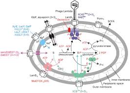 Complex carbohydrates, known as oligosaccharides and polysaccharides, are made up of longer, more complex chains of sugar molecules. Transporters Of Glucose And Other Carbohydrates In Bacteria Springerlink