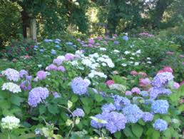 Etwa 10.000 pflanzenarten wachsen auf dem gelände am rande des großen gartens, der größten und ältesten innerstädtischen parkanlage. Botanischer Garten Schellerhau Sachsen Tours