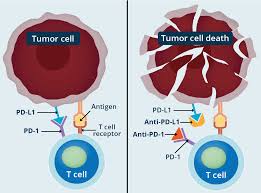 Image result for Immune Checkpoint Inhibitor