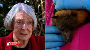 Tamworth bats: Woman bangs wok to scare away 'horrible' bats, as 150k flock  to regional city