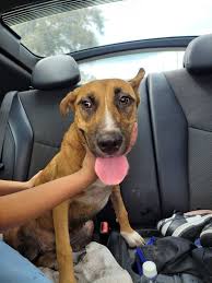 Lost dog found near Deering Rd in Pasadena