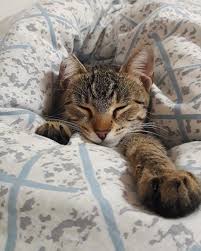 Day Off Catstagram Animalslover Animalshots Petsofinstagram Cats Cats4life Sleepingbeauty Dayoff Animals Funny Animals Cool Cats