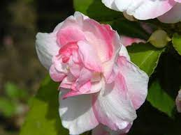 I Love Pink And White Gardenia And Have A Wonderful Fragrance Pictures Of Spring Flowers Flowers Backyard Flowers