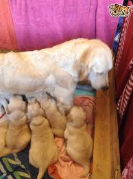 Of course, the right puppy for your needs and personality is going to be important as well. Golden Retriever Puppies For Sale Posts Facebook