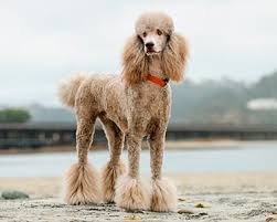 Poodle Standard Dog Breeds Purina Australia