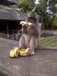 Funny Monkey And Banana Funny Monkey Eating Bananas Photos Bali Inspirational Pictures Monkeys Funny Monkey And Banana Monkey World
