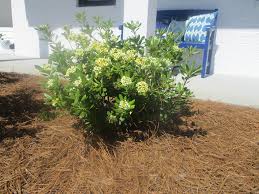 Maybe you would like to learn more about one of these? Pittosporum Tobira Austrian Laurel Japanese Pittosporum Mockorange Mock Orange Pittosporum North Carolina Extension Gardener Plant Toolbox