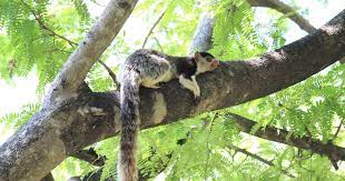 It is a difficult undertaking to reunite the baby squirrel with its. A Lesser Known Grizzled Giant Squirrel Species In Kerala Is At Risk Of Dying Out