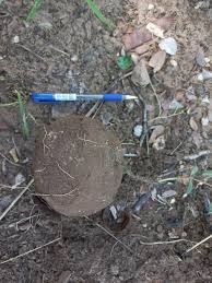 Image result for Raphionacme globosa