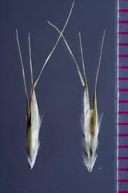 Image result for Rytidosperma davyi