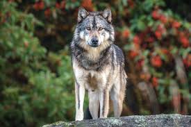 Wolf information, anatomy, feeding, reproduction, habitat and wolf conservation. Wolves Kill Dog On Tofino Beach Langley Advance Times