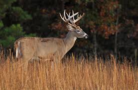 Gun Hunting Season For Deer Opens Next Weekend In Tn Clarksvillenow Com Its enough to hunt a big giant whether its 700 pounds or more.before.