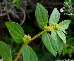 Image result for Euphorbia hirta