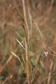 Image result for Andropogon canaliculatus