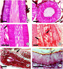 Image result for Aneulophus africanus