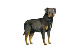 Download Rottweiler Svg Cut File By Creative Fabrica Crafts Creative Fabrica SVG Cut Files