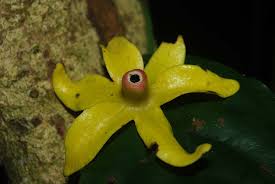 Image result for isolona lebrunii