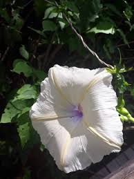 Image result for Ipomoea tuberculata