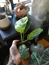 Maybe you would like to learn more about one of these? Recently Acquired A Bat Flower Plant Tacca Chantrieri And I Have Found It Difficult To Find Information On How To Care For It Indoors Any Info Would Be Greatly Appreciated Rarehouseplants