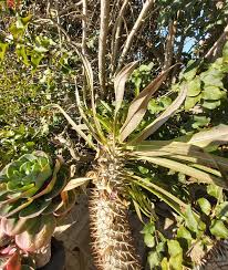 Do they look like this? Six On Saturday 16 01 21 Frost Disease And January Flowers Piglet In Portugal